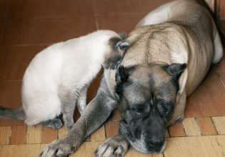 Καταρράκτης στον σκύλο και στη γάτα: Η πάθηση που χρειάζεται την προσοχή μας