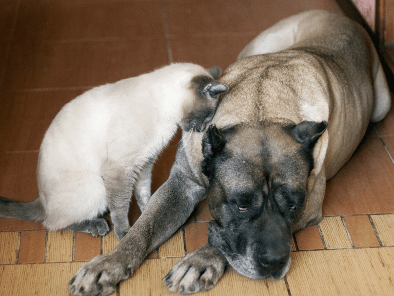 Καταρράκτης στον σκύλο και στη γάτα: Η πάθηση που χρειάζεται την προσοχή μας