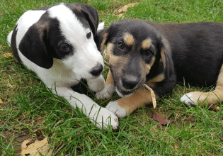 «Η Παγκόσμια Ημέρα Αδέσποτων Ζώων δεν είναι μια «γιορτή»»