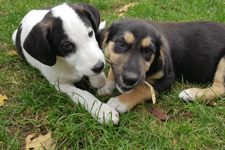 Η Παγκόσμια Ημέρα Αδέσποτων Ζώων δεν είναι μια «γιορτή»