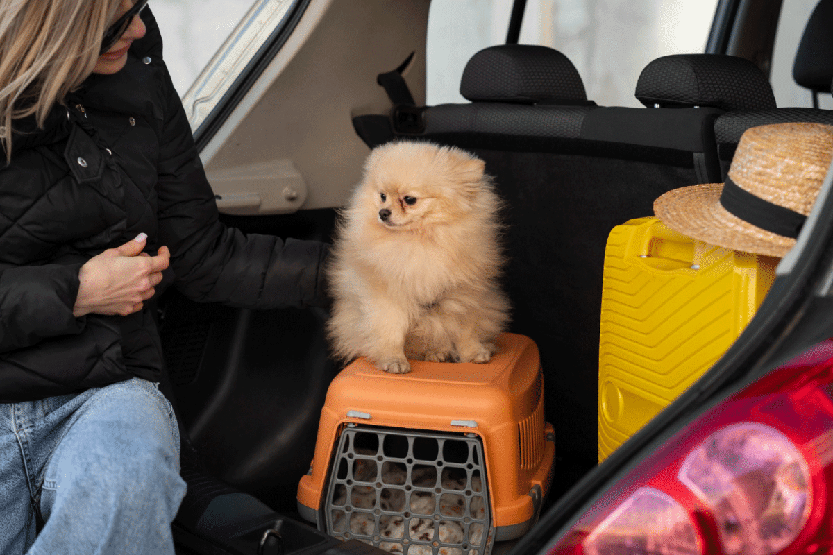 Ταξιδεύουμε με αυτοκίνητο μαζί με τον σκύλο μας – Πώς τού εξασφαλίζουμε την ασφάλεια του