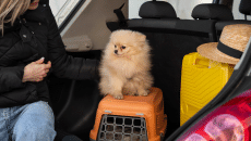 Ταξιδεύουμε με αυτοκίνητο μαζί με τον σκύλο μας – Πώς τού εξασφαλίζουμε την ασφάλεια του