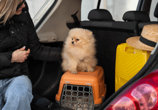 Ταξιδεύουμε με αυτοκίνητο μαζί με τον σκύλο μας – Πώς τού εξασφαλίζουμε την ασφάλεια του