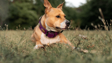 Δάγκωσε τον σκύλο σας φίδι; – Οι πρώτες βοήθειες