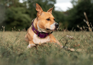 Δάγκωσε τον σκύλο σας φίδι; – Οι πρώτες βοήθειες