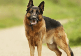 Σκύλος και λύκος: Πόσο πραγματικά μοιάζουν;