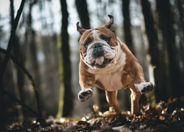 Σκύλος: «Έλα»… και εκείνος δεν έρχεται! – Μια κλασική ιστορία που έχει την εξήγησή της