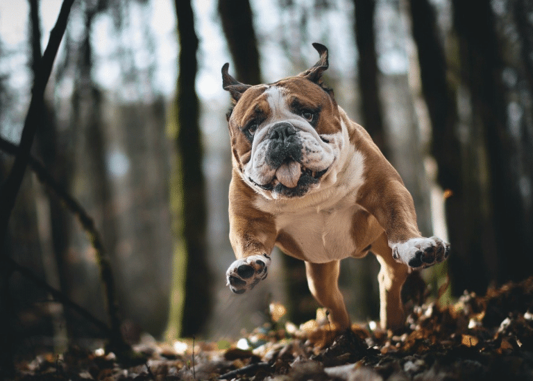 Σκύλος: «Έλα»... και εκείνος δεν έρχεται! - Μια κλασική ιστορία που έχει την εξήγησή της