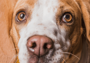 Σκύλος: Πότε το φτέρνισμα υποκρύπτει σοβαρά νοσήματα;