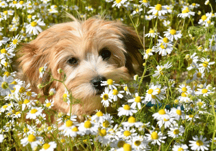 Σκέφτεστε να αποκτήσετε σκύλο; Ανακαλύψτε με ποιον μπορείτε να συνυπάρξετε αρμονικά