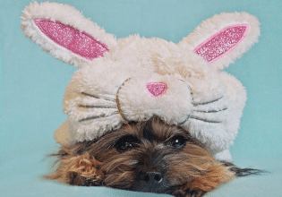 Πασχαλινές διακοπές χωρίς τον σκύλο: Τον προετοιμάζουμε και τον αφήνουμε σε καλά χέρια