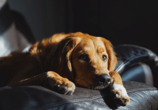 Δικαστήριο στην Ελλάδα αποφάσισε τη συνεπιμέλεια του κατοικιδίου – Τι ισχύει σε άλλες χώρες
