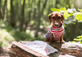 Ποια είναι η «κρυφή αίσθηση» που έχει ο σκύλος σας και καθορίζει το σώμα του; – Τι είναι η ιδιοδεκτικότητα