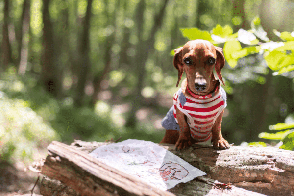 Ποια είναι η «κρυφή αίσθηση» που έχει ο σκύλος σας και καθορίζει το σώμα του; – Τι είναι η ιδιοδεκτικότητα
