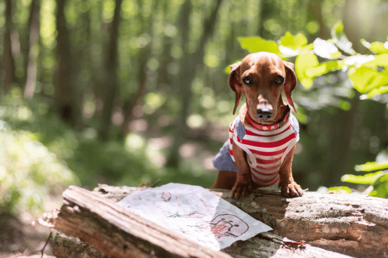 Ποια είναι η «κρυφή αίσθηση» που έχει ο σκύλος σας και καθορίζει το σώμα του; – Τι είναι η ιδιοδεκτικότητα