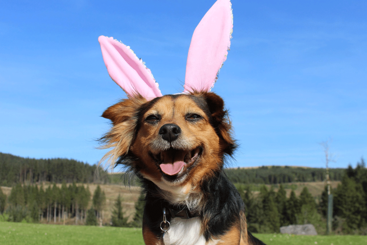 Πασχαλινό τραπέζι και σκύλος: Ο απόλυτος οδηγός για όσα δεν πρέπει να τού δώσετε