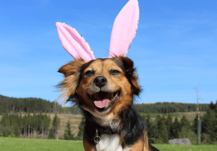 Πασχαλινό τραπέζι και σκύλος: Ο απόλυτος οδηγός για όσα δεν πρέπει να τού δώσετε