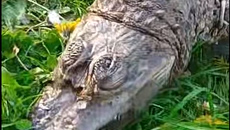 Γαλλία: Κροκόδειλος βρέθηκε νεκρός, τυλιγμένος με έναν υπνόσακο