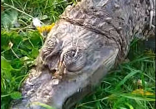 Γαλλία: Κροκόδειλος βρέθηκε νεκρός, τυλιγμένος με έναν υπνόσακο