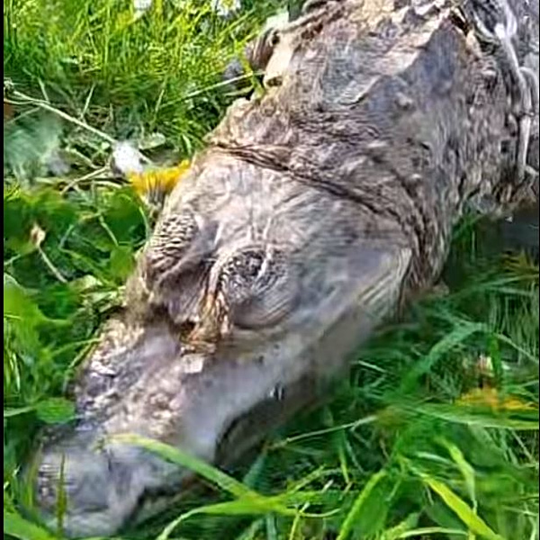 Γαλλία: Κροκόδειλος βρέθηκε νεκρός, τυλιγμένος με έναν υπνόσακο