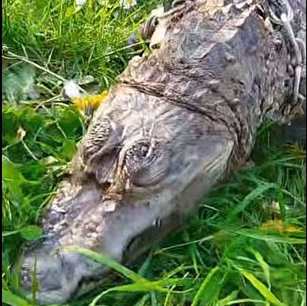 Γαλλία: Κροκόδειλος βρέθηκε νεκρός, τυλιγμένος με έναν υπνόσακο