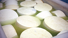 Λέσβος: Ανοίγουν τα τυροκομεία του νησιού – Από σήμερα οι παραλαβές γάλακτος