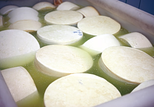 Λέσβος: Ανοίγουν τα τυροκομεία του νησιού – Από σήμερα οι παραλαβές γάλακτος