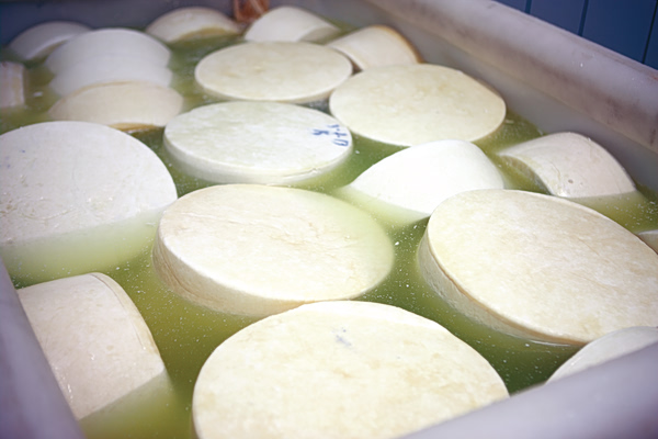 Λέσβος: Ανοίγουν τα τυροκομεία του νησιού – Από σήμερα οι παραλαβές γάλακτος