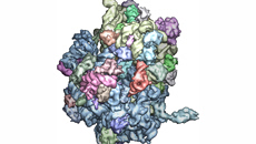 Βιολογική έκπληξη – Διαφορές στα ριβοσώματα βρέθηκαν να επηρεάζουν τον σωματότυπο και άλλα χαρακτηριστικά