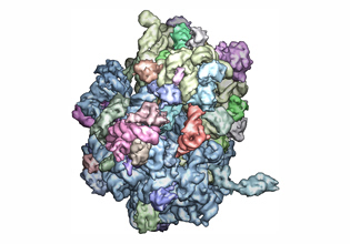 Βιολογική έκπληξη – Διαφορές στα ριβοσώματα βρέθηκαν να επηρεάζουν τον σωματότυπο και άλλα χαρακτηριστικά