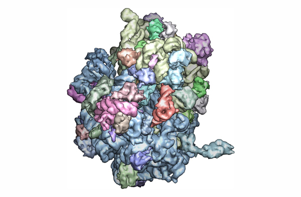 Βιολογική έκπληξη – Διαφορές στα ριβοσώματα βρέθηκαν να επηρεάζουν τον σωματότυπο και άλλα χαρακτηριστικά
