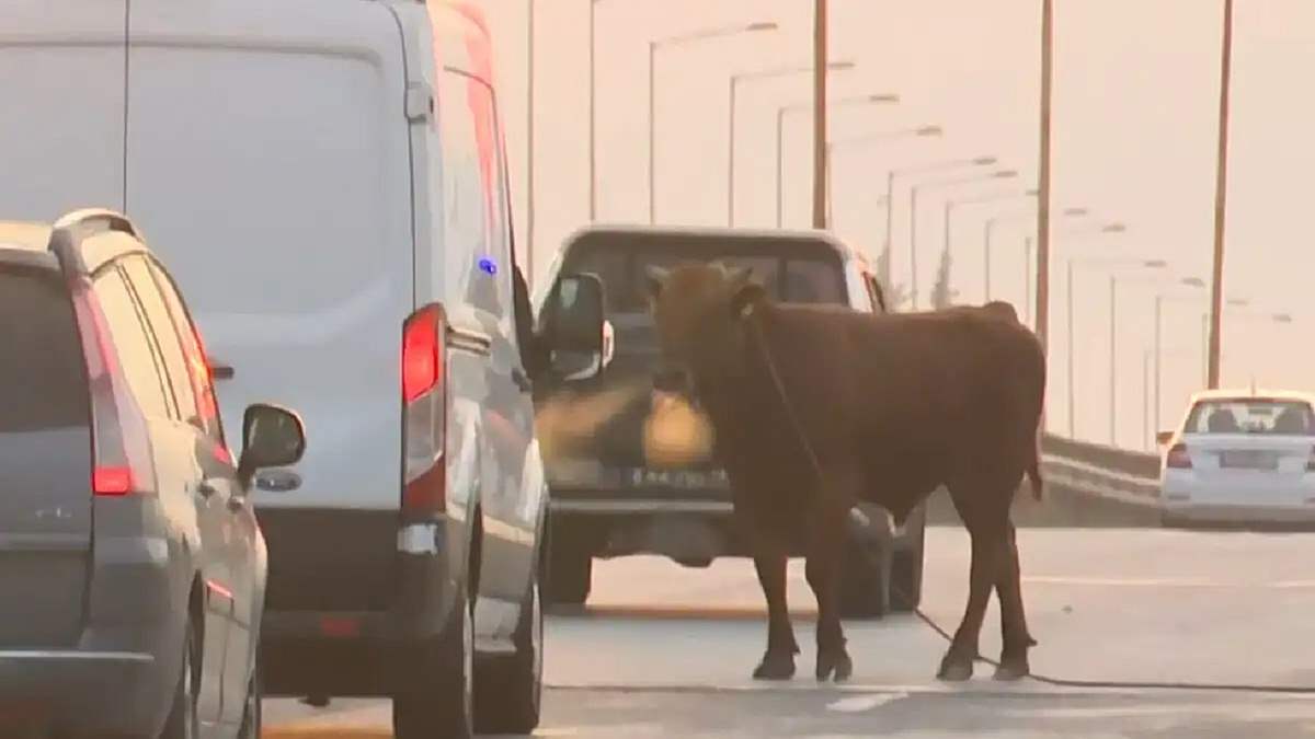 Θεσσαλονίκη: Αναστάτωση από αγελάδα που… έκοβε βόλτες στην εθνική οδό στο ύψος της Σίνδου – Δείτε βίντεο