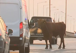 Θεσσαλονίκη: Αναστάτωση από αγελάδα που… έκοβε βόλτες στην εθνική οδό στο ύψος της Σίνδου – Δείτε βίντεο