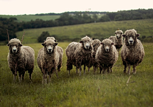 Χωρίς ενδείξεις ευλογιάς τα νεκρά πρόβατα που βρέθηκαν στην Κοζάνη – Πιθανή παράνομη σφαγή