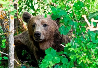 Θεσσαλονίκη: Ανησυχία από την εμφάνιση αρκούδας σε περιοχές του Δήμου Ωραιοκάστρου