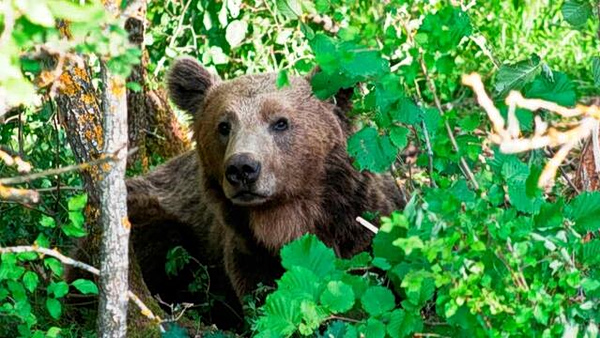 Θεσσαλονίκη: Ανησυχία από την εμφάνιση αρκούδας σε περιοχές του Δήμου Ωραιοκάστρου