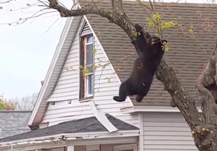 ΗΠΑ: Αρκούδα εγκλωβισμένη επί ώρες σε δέντρο αναστάτωσε γειτονιά στο Άλμπανι – Πώς την κατέβασαν
