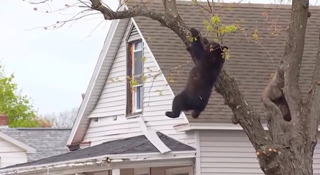 ΗΠΑ: Αρκούδα εγκλωβισμένη επί ώρες σε δέντρο αναστάτωσε γειτονιά στο Άλμπανι – Πώς την κατέβασαν