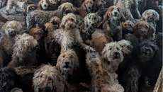 Βρετανία: Δεν είναι ΑΙ – Εικόνα από 250 σκυλιά που βρέθηκαν στριμωγμένα μέσα σε ένα σπίτι