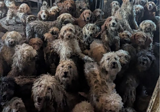 Βρετανία: Δεν είναι ΑΙ – Εικόνα από 250 σκυλιά που βρέθηκαν στριμωγμένα μέσα σε ένα σπίτι