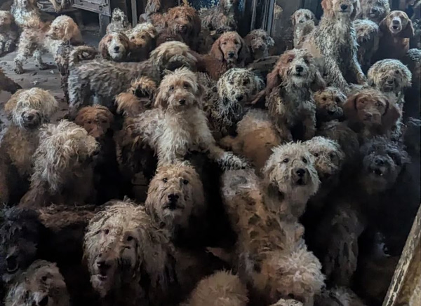 Βρετανία: Δεν είναι ΑΙ – Εικόνα από 250 σκυλιά που βρέθηκαν στριμωγμένα μέσα σε ένα σπίτι