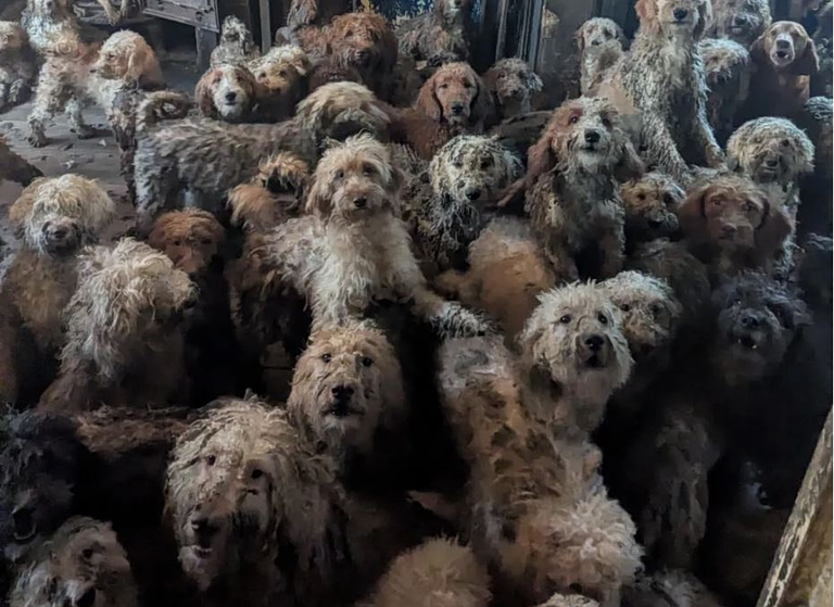 Βρετανία: Δεν είναι ΑΙ – Εικόνα από 250 σκυλιά που βρέθηκαν στριμωγμένα μέσα σε ένα σπίτι
