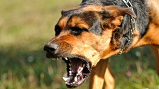 Πειραιάς: Σκύλος επιτέθηκε και δάγκωσε 2χρονο κοριτσάκι στο κεφάλι