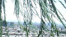 Πόσα δέντρα βλέπετε από το μπαλκόνι σας; Ο κανόνας 3-30-300 και το «πράσινο» ταξικό χάσμα