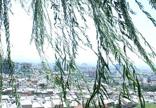 Πόσα δέντρα βλέπετε από το μπαλκόνι σας; Ο κανόνας 3-30-300 και το «πράσινο» ταξικό χάσμα