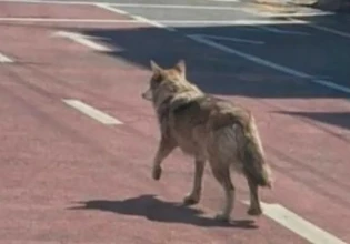 AI λύκος τρομοκράτησε τη Νότια Κορέα – Συνελήφθη ο δημιουργός του