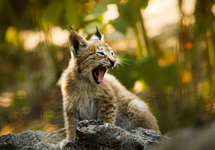 Τσερνόμπιλ: Πώς η φύση επέστρεψε εκεί που ο άνθρωπος εξαφανίστηκε