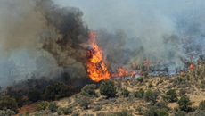 Πήλιο: Φωτιά σε πευκοδάσος στο Νεοχώρι