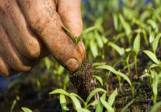 Στα πρόθυρα της καταστροφής ωθεί η ακραία ζέστη τα συστήματα αγροδιατροφής – Προειδοποίηση FAO-WMO