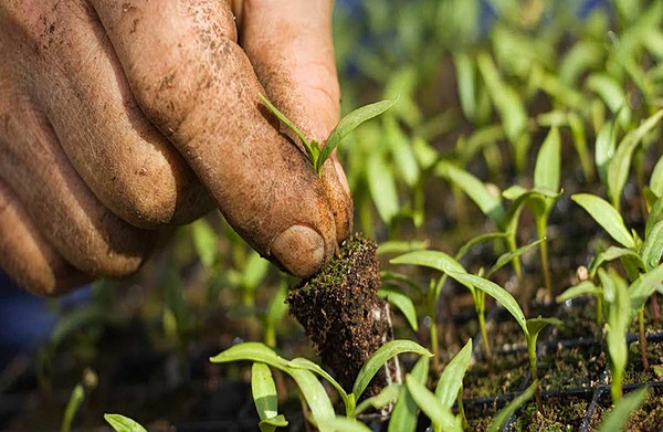 Στα πρόθυρα της καταστροφής ωθεί η ακραία ζέστη τα συστήματα αγροδιατροφής – Προειδοποίηση FAO-WMO